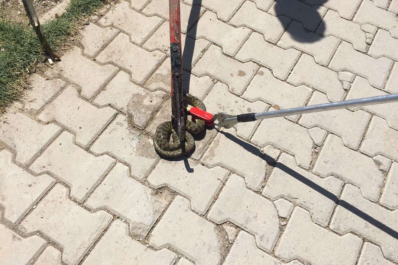 Van’da sokak ortasında görülen yılan korkuttu Van’da sokak ortasında görülen yılan korkuttu